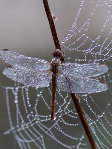 Preview wallpaper dragonfly, spider web, ice, drops