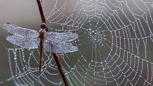 Preview wallpaper dragonfly, spider web, ice, drops