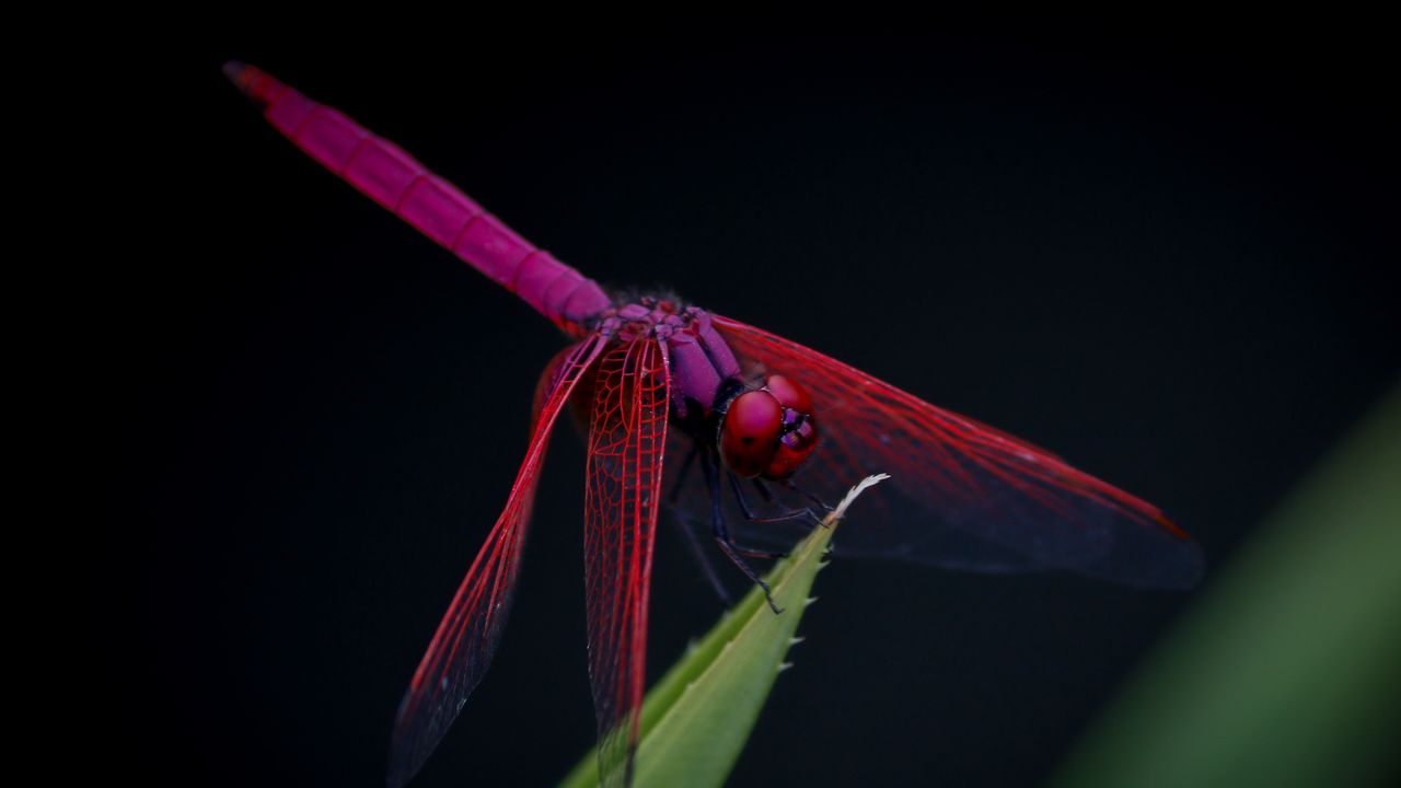 Wallpaper dragonfly, trithemis aurora, insect