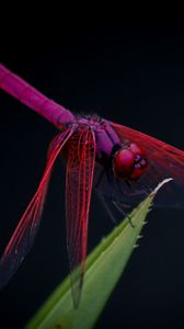 Preview wallpaper dragonfly, trithemis aurora, insect