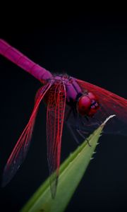 Preview wallpaper dragonfly, trithemis aurora, insect