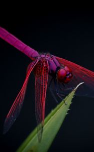 Preview wallpaper dragonfly, trithemis aurora, insect