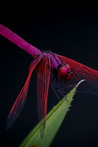 Preview wallpaper dragonfly, trithemis aurora, insect