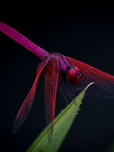 Preview wallpaper dragonfly, trithemis aurora, insect