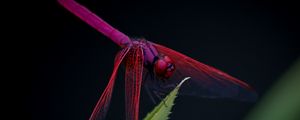 Preview wallpaper dragonfly, trithemis aurora, insect