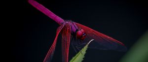 Preview wallpaper dragonfly, trithemis aurora, insect