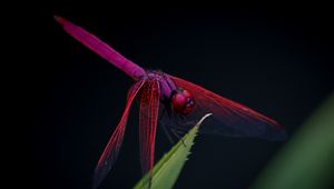 Preview wallpaper dragonfly, trithemis aurora, insect