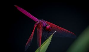 Preview wallpaper dragonfly, trithemis aurora, insect