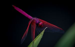 Preview wallpaper dragonfly, trithemis aurora, insect