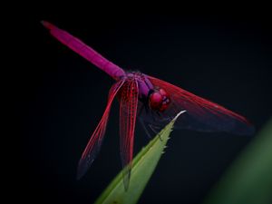 Preview wallpaper dragonfly, trithemis aurora, insect