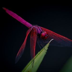 Preview wallpaper dragonfly, trithemis aurora, insect