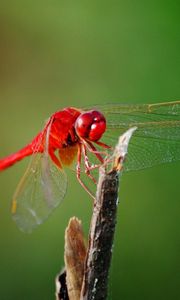 Preview wallpaper dragonfly, twigs, grass, wings