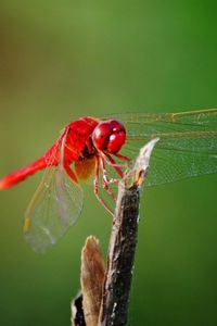 Preview wallpaper dragonfly, twigs, grass, wings