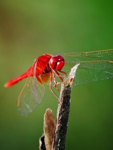 Preview wallpaper dragonfly, twigs, grass, wings