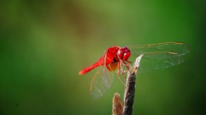 Preview wallpaper dragonfly, twigs, grass, wings