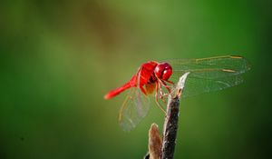 Preview wallpaper dragonfly, twigs, grass, wings