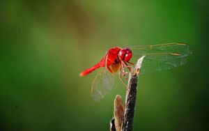 Preview wallpaper dragonfly, twigs, grass, wings