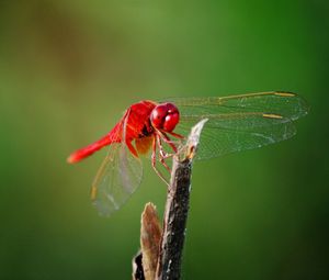 Preview wallpaper dragonfly, twigs, grass, wings