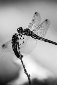 Preview wallpaper dragonfly, wings, insect, macro, black and white