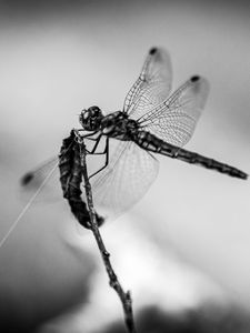 Preview wallpaper dragonfly, wings, insect, macro, black and white