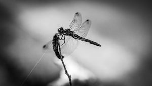 Preview wallpaper dragonfly, wings, insect, macro, black and white