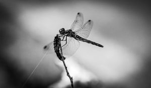 Preview wallpaper dragonfly, wings, insect, macro, black and white