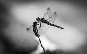 Preview wallpaper dragonfly, wings, insect, macro, black and white