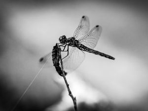 Preview wallpaper dragonfly, wings, insect, macro, black and white