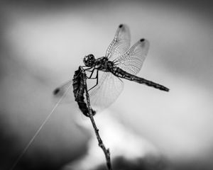 Preview wallpaper dragonfly, wings, insect, macro, black and white