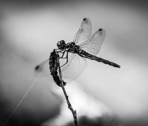 Preview wallpaper dragonfly, wings, insect, macro, black and white