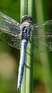 Preview wallpaper dragonfly, wings, insect, blur, macro