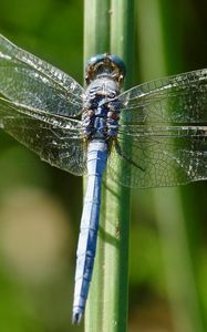 Preview wallpaper dragonfly, wings, insect, blur, macro