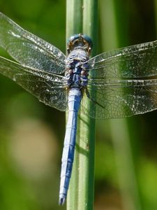 Preview wallpaper dragonfly, wings, insect, blur, macro