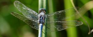 Preview wallpaper dragonfly, wings, insect, blur, macro