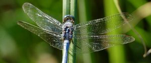 Preview wallpaper dragonfly, wings, insect, blur, macro