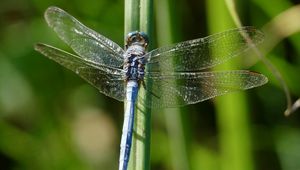 Preview wallpaper dragonfly, wings, insect, blur, macro