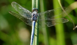 Preview wallpaper dragonfly, wings, insect, blur, macro