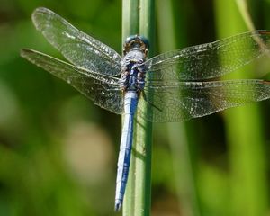 Preview wallpaper dragonfly, wings, insect, blur, macro