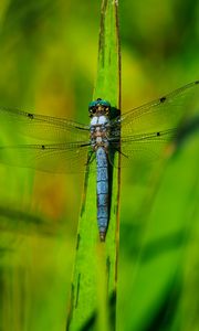 Preview wallpaper dragonfly, wings, insect, grass, macro, green