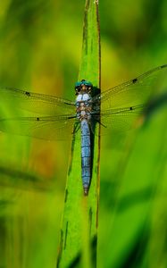 Preview wallpaper dragonfly, wings, insect, grass, macro, green