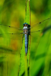 Preview wallpaper dragonfly, wings, insect, grass, macro, green