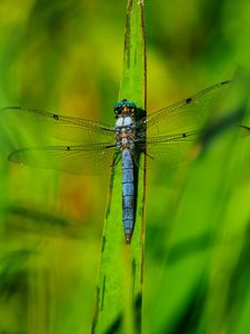 Preview wallpaper dragonfly, wings, insect, grass, macro, green