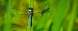 Preview wallpaper dragonfly, wings, insect, grass, macro, green