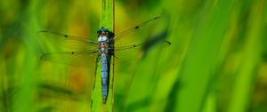 Preview wallpaper dragonfly, wings, insect, grass, macro, green
