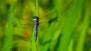 Preview wallpaper dragonfly, wings, insect, grass, macro, green