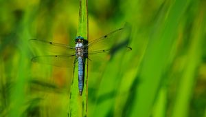 Preview wallpaper dragonfly, wings, insect, grass, macro, green