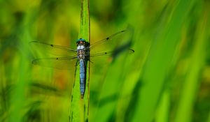 Preview wallpaper dragonfly, wings, insect, grass, macro, green