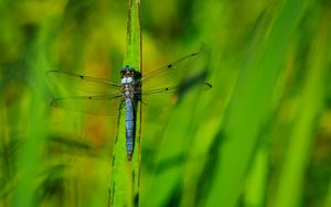 Preview wallpaper dragonfly, wings, insect, grass, macro, green