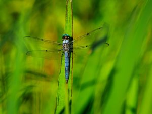 Preview wallpaper dragonfly, wings, insect, grass, macro, green