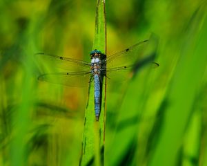 Preview wallpaper dragonfly, wings, insect, grass, macro, green